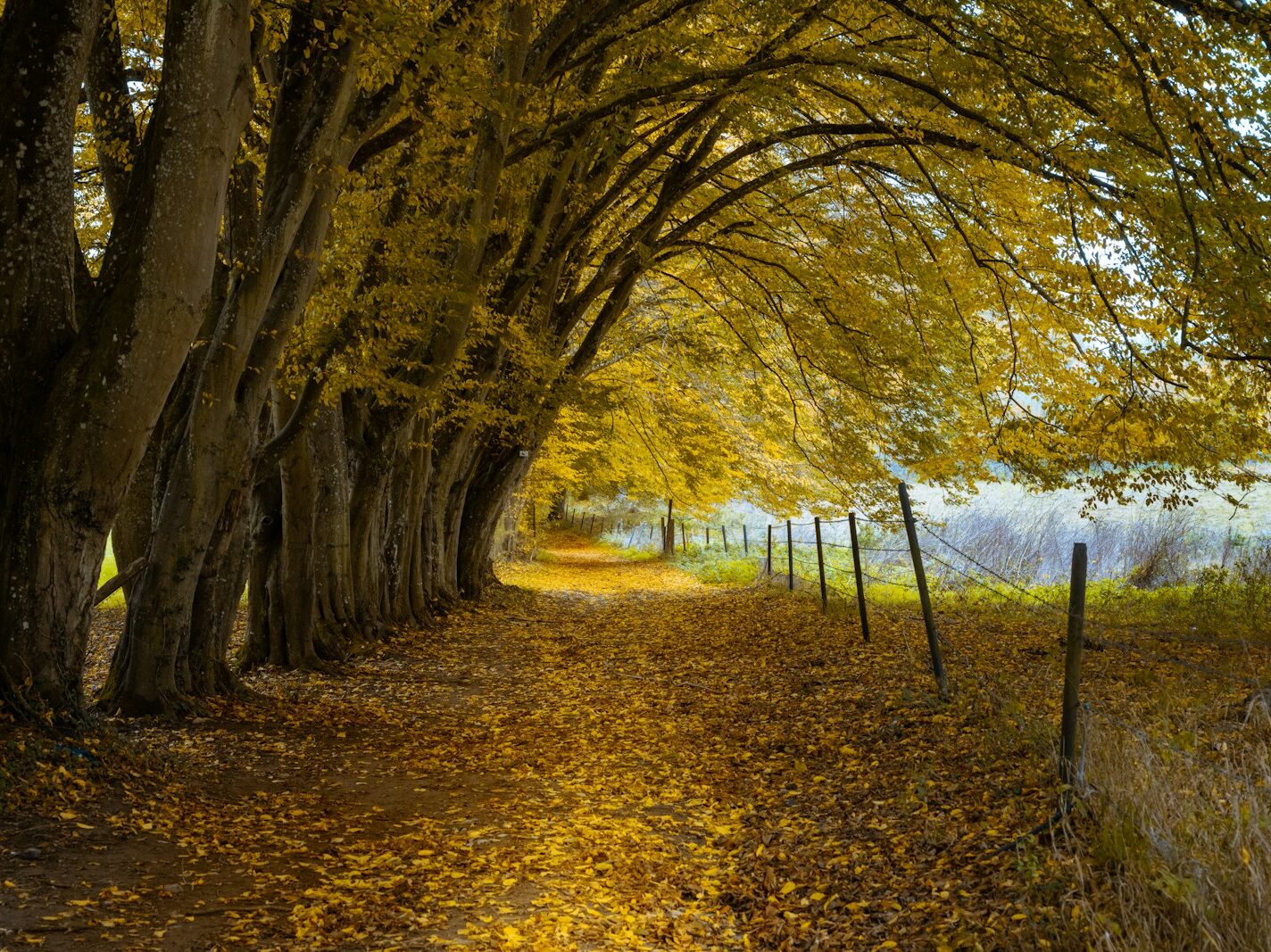 brown dried leaves on ground with trees