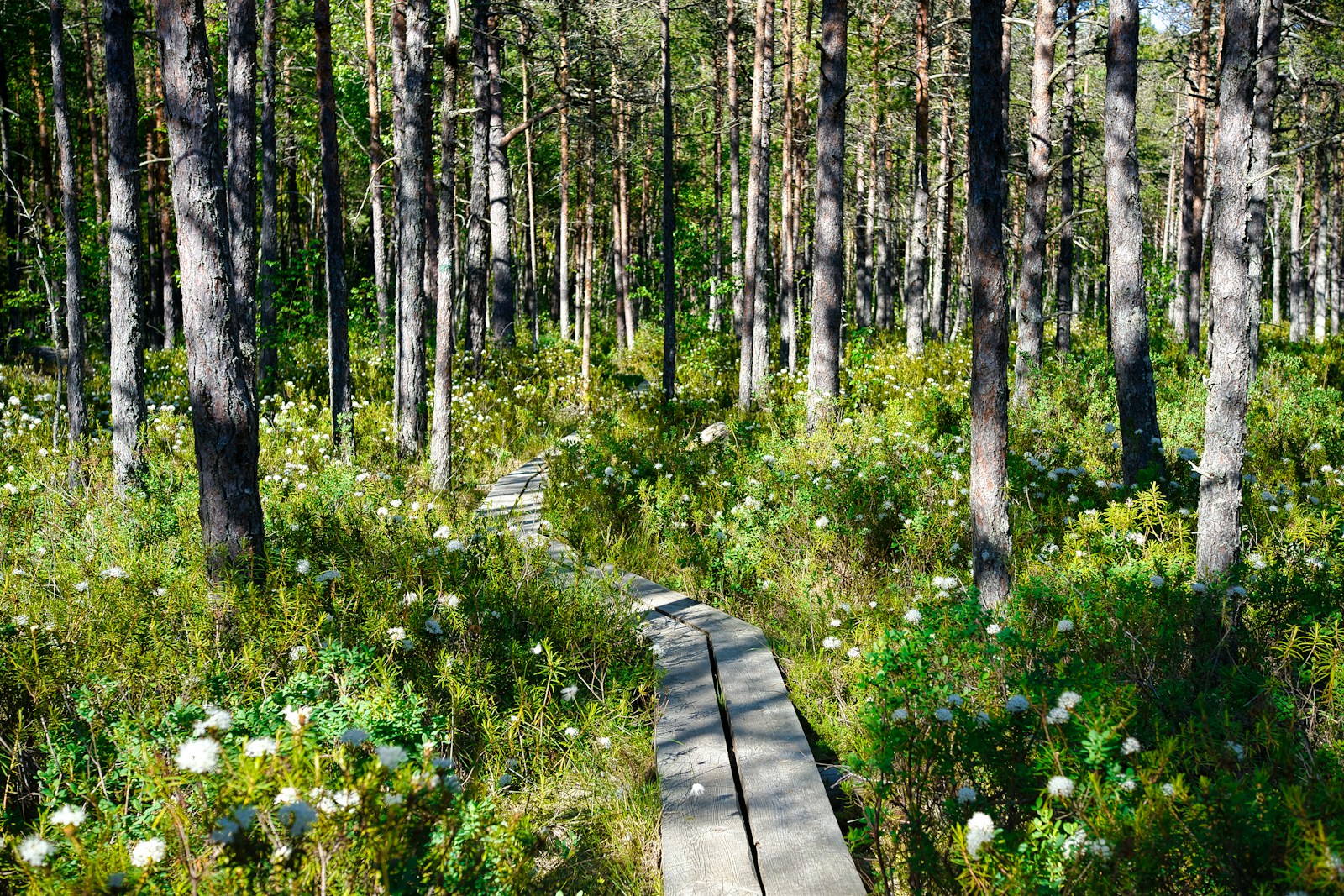 purple flowers on brown wooden pathway
