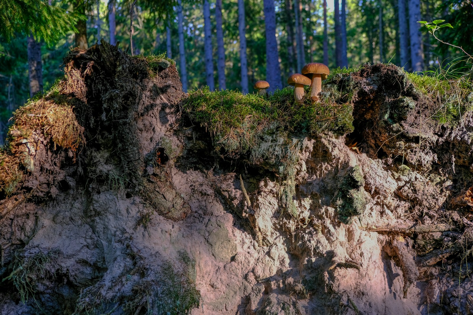 a group of mushrooms sitting on top of a cliff