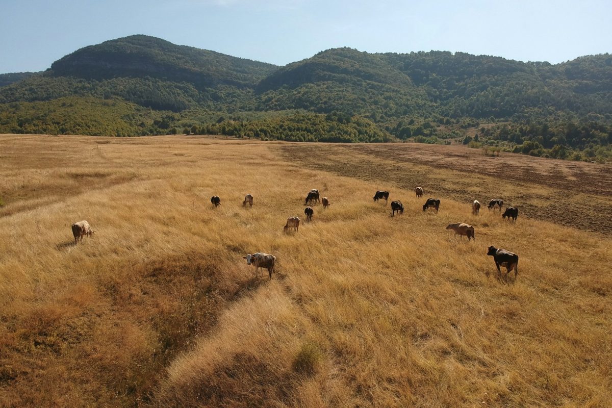 animals on grass during daytime