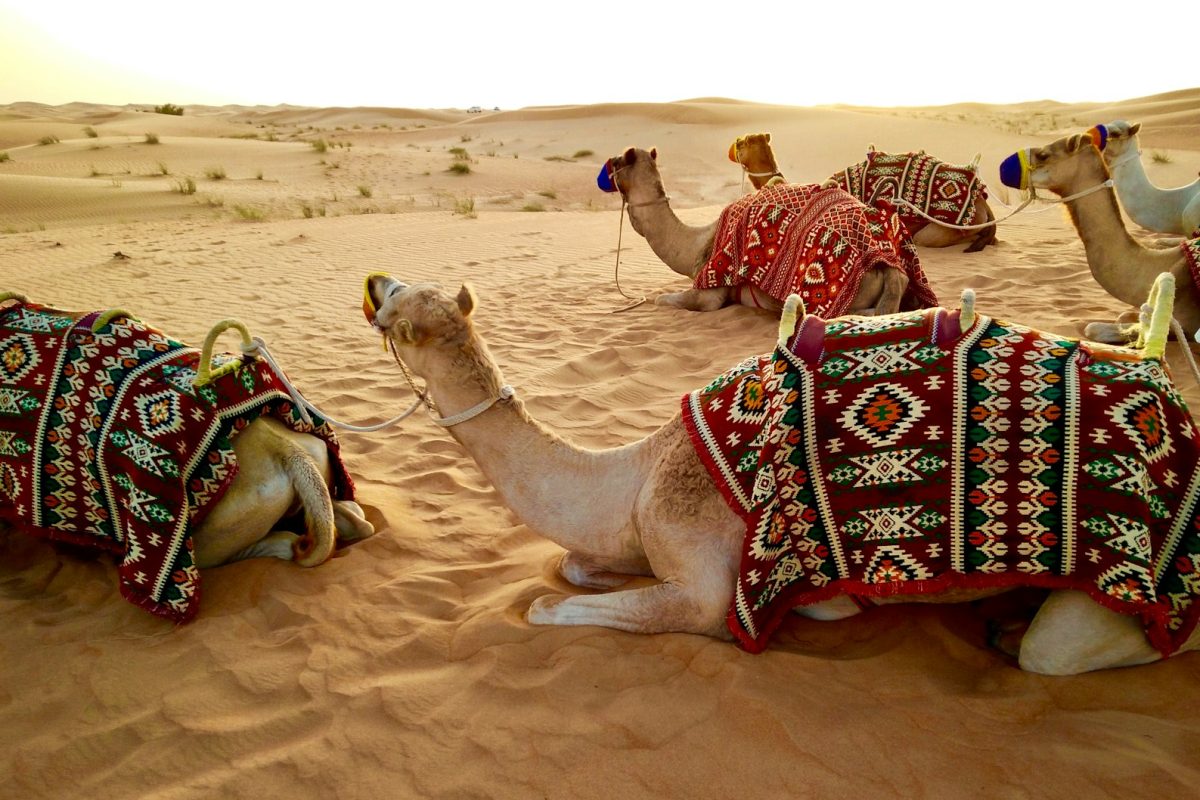 herd of camel sitting on desert sand