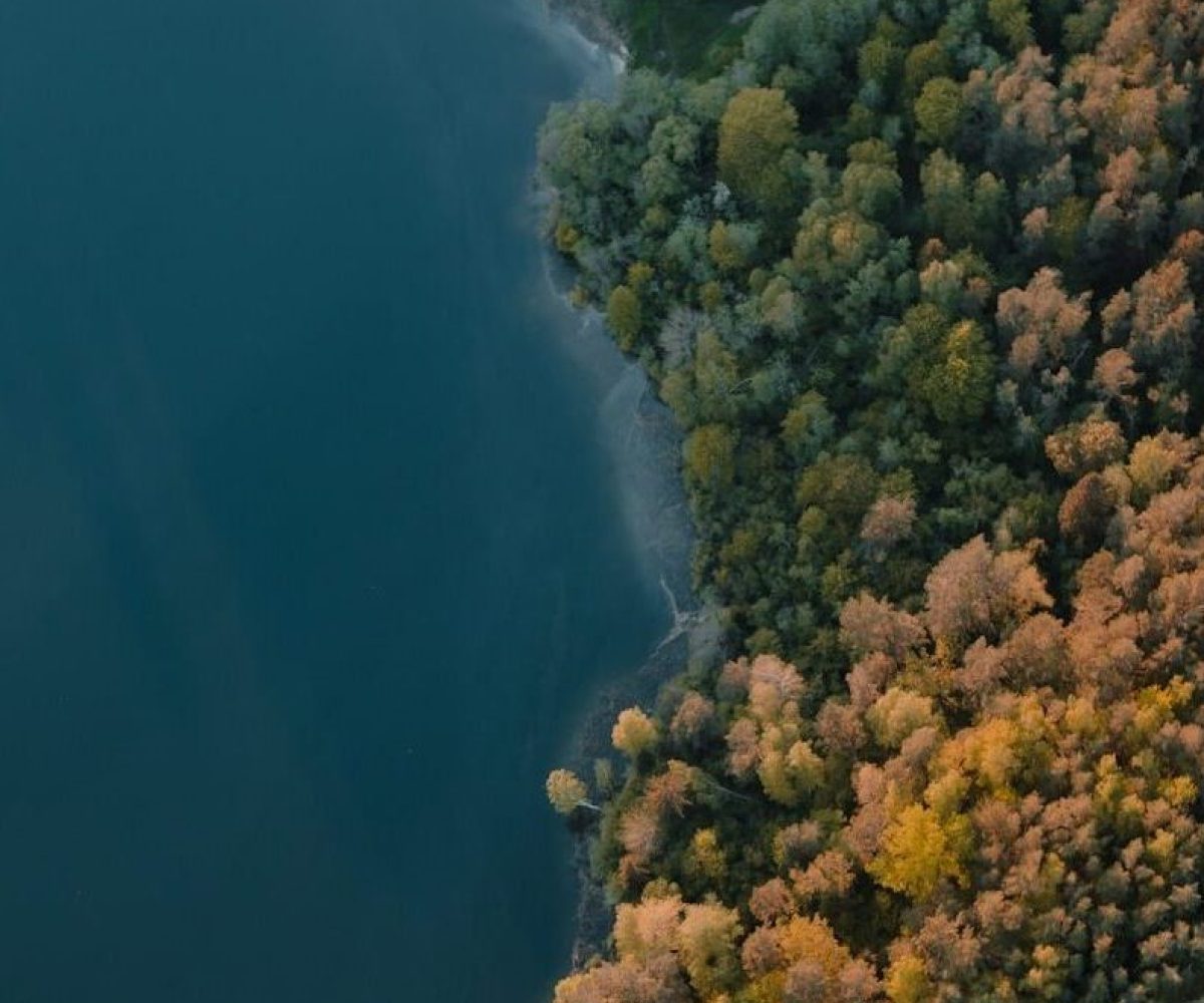 aerial view of green trees and blue body of water during daytime