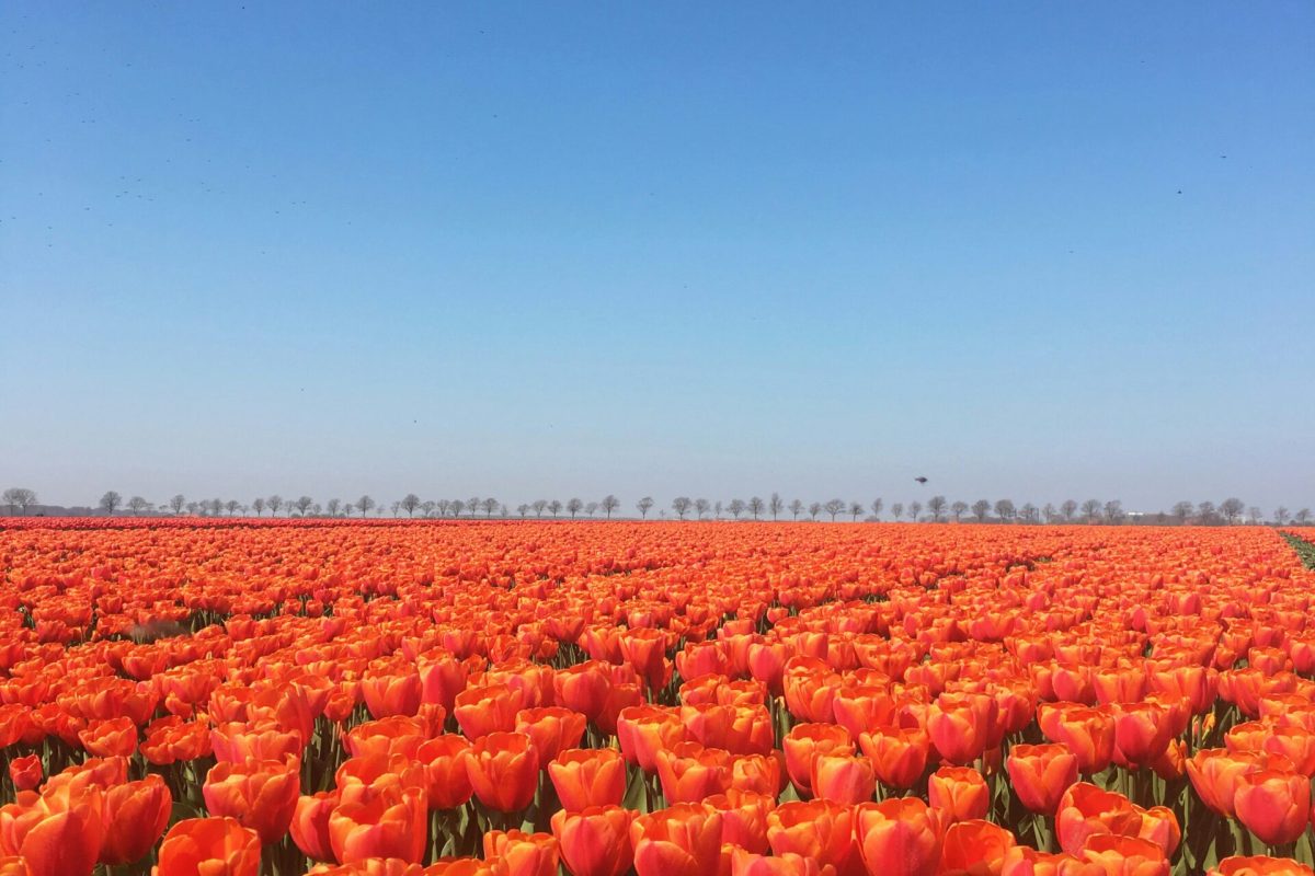 andres-bartelsman-3m6AfJwCkgI-unsplash