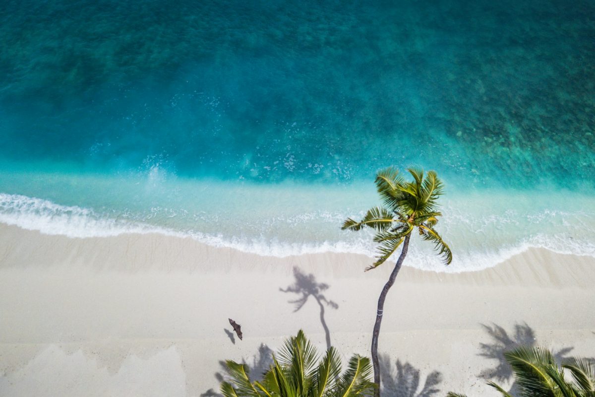 aerial nature photography of green palms on seashore during daytime