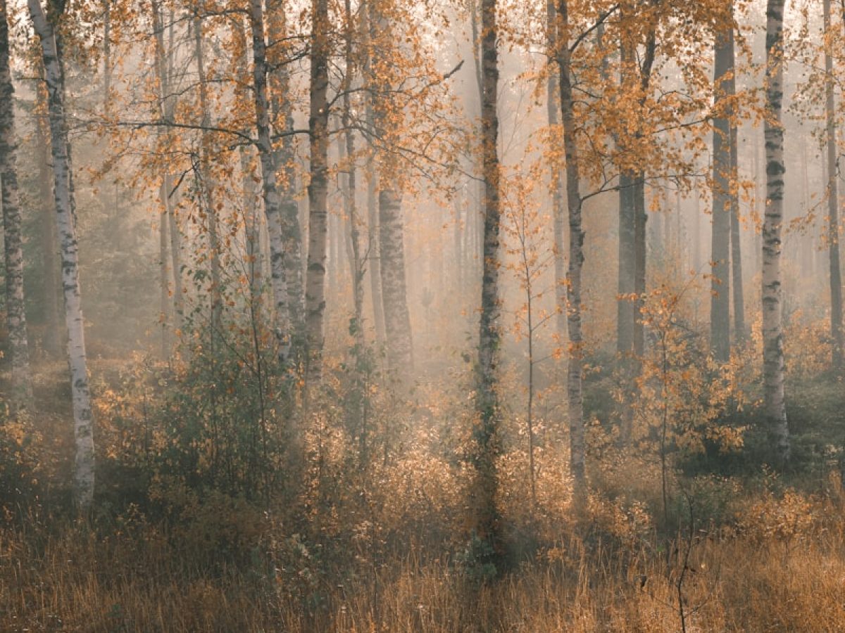 brown trees on brown grass field during daytime
