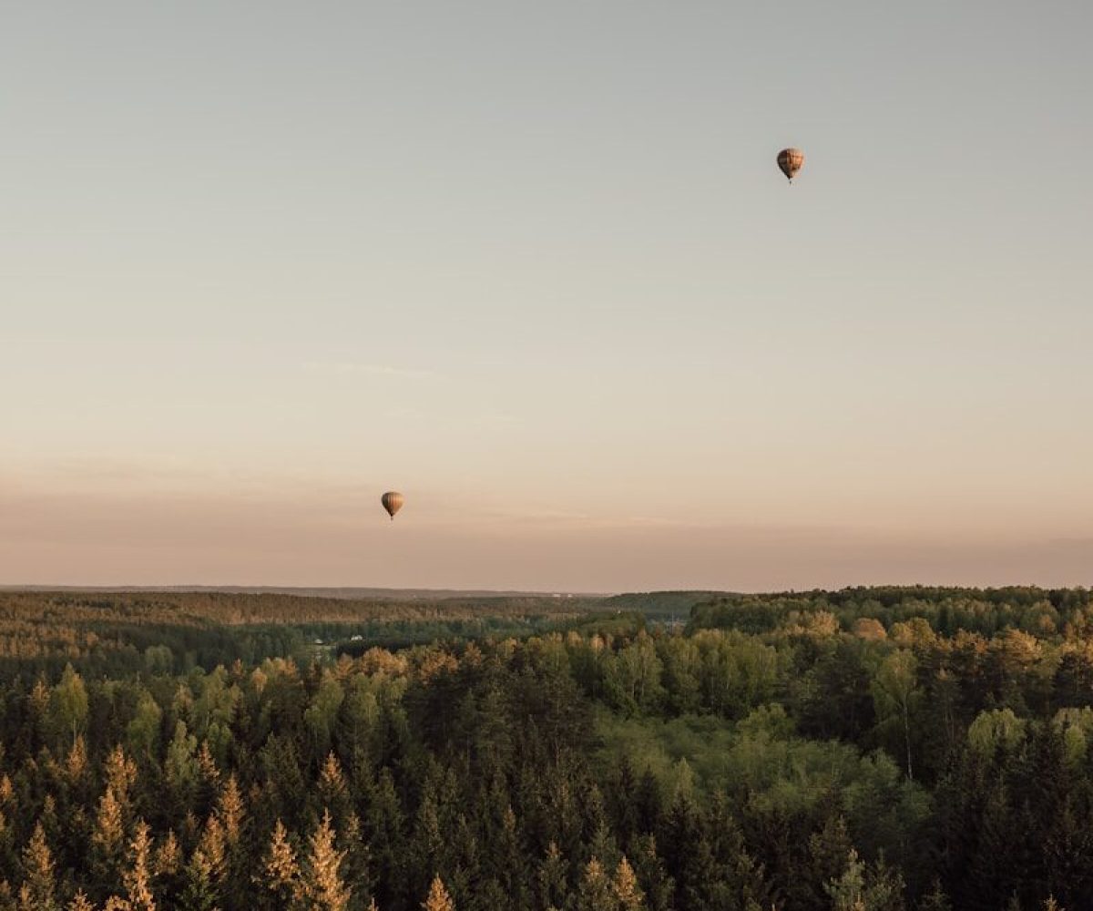 green trees under orange sky during sunset